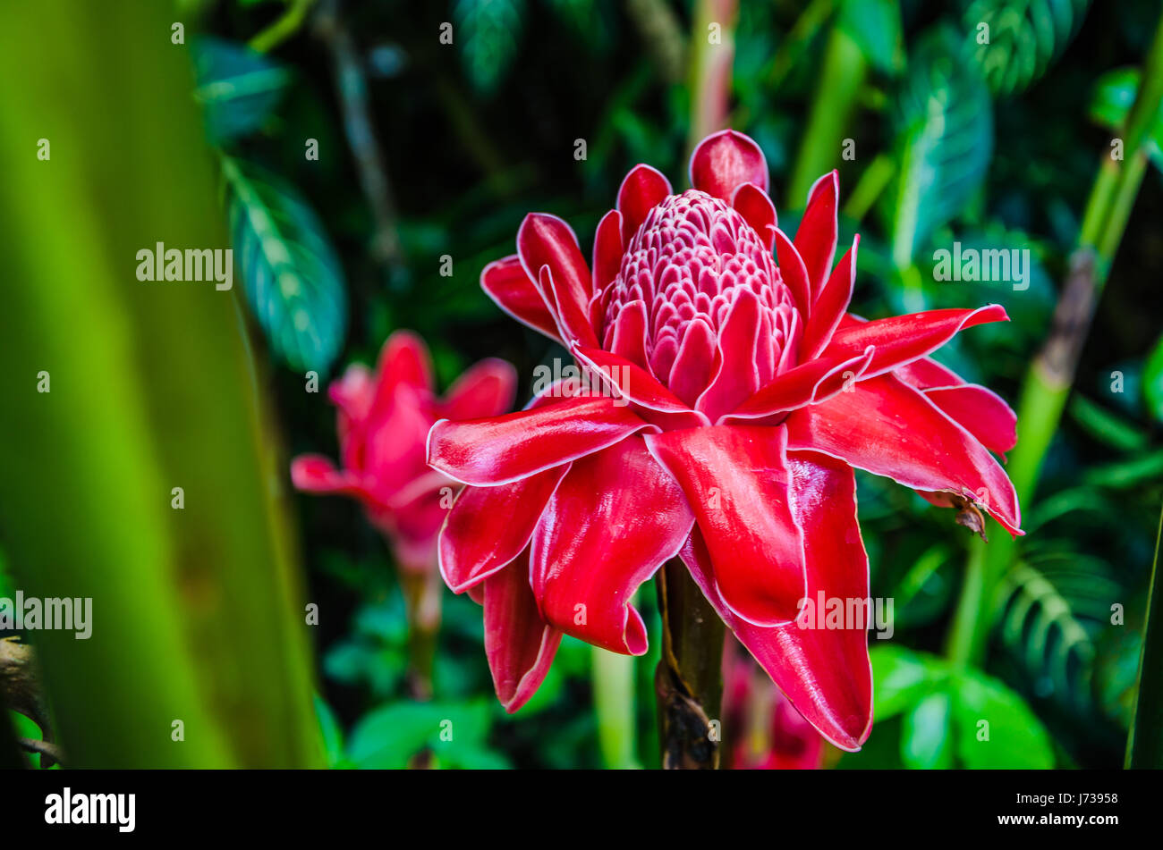 Red Torch Ginger Flowers close up between lush green halm and fern on Bohol, Philippines Stock Photo