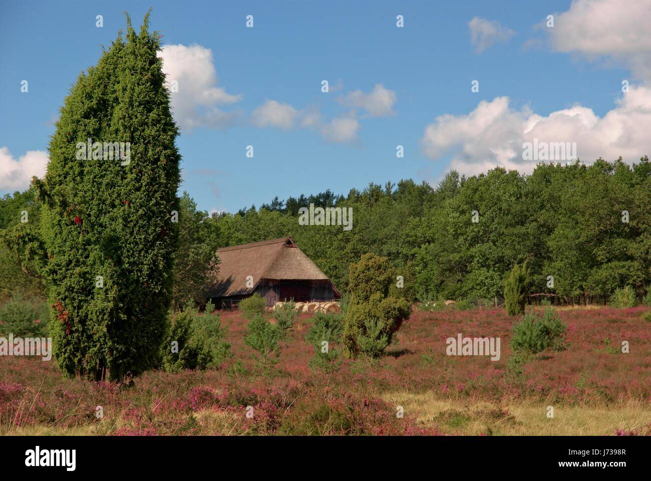 lneburg heath Stock Photo