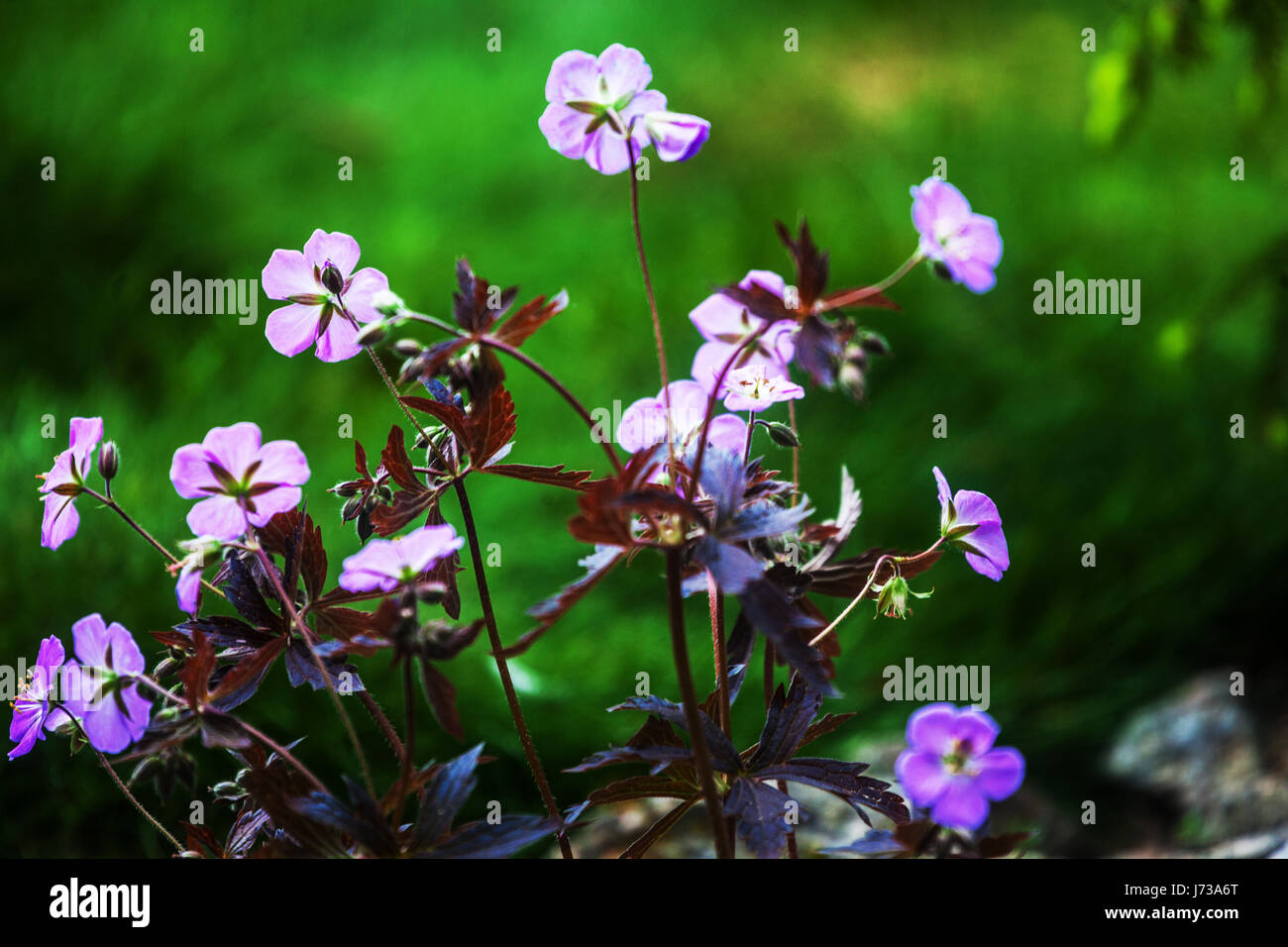 Geranium maculatum 'Elizabeth Ann', Flower bokeh Stock Photo