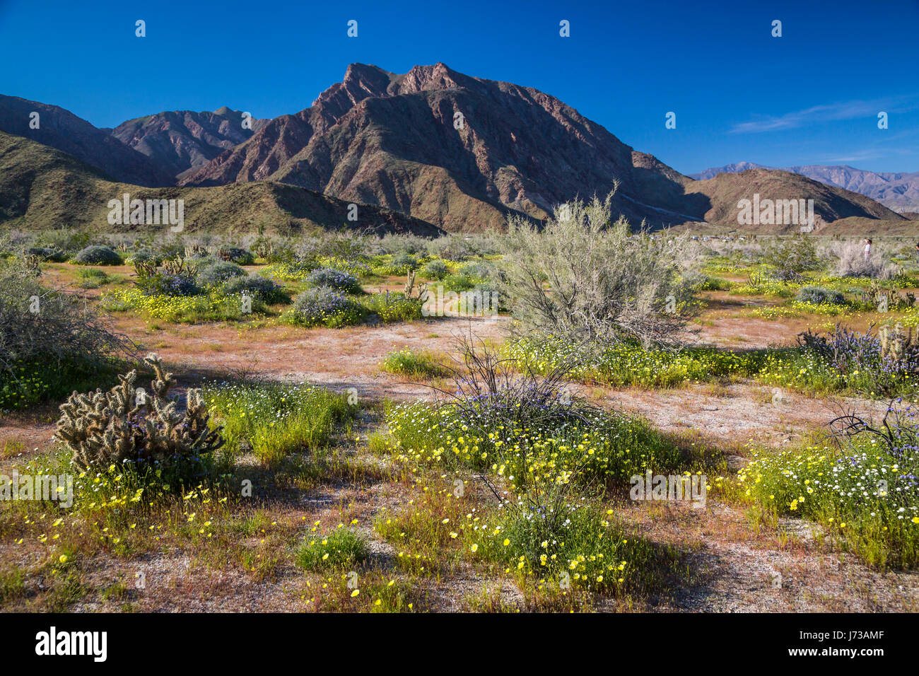 Spring desert wildflowers blooming in the Anza Borrego Desert State