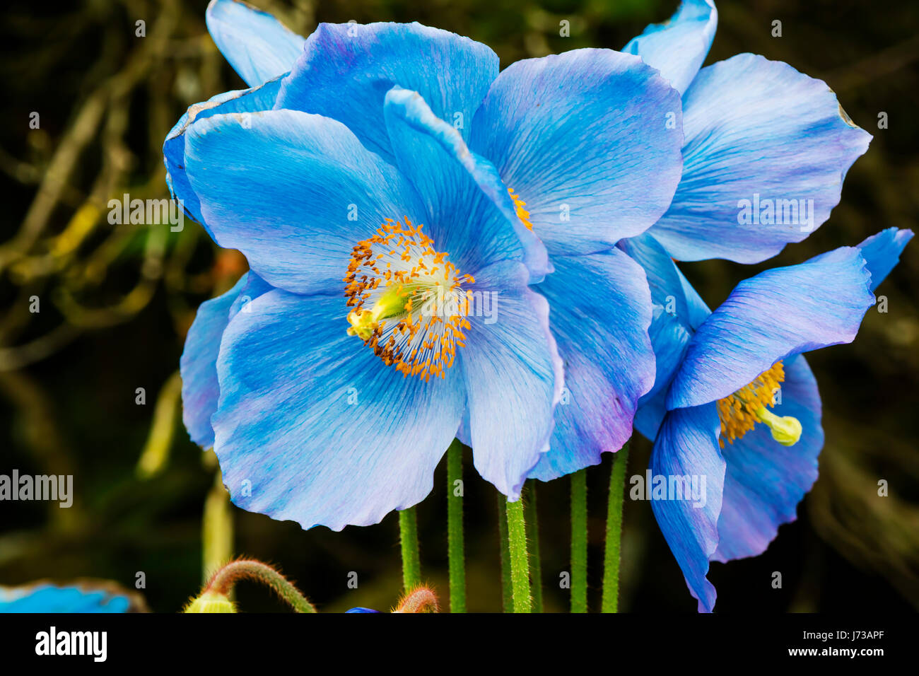 Large flowers of Meconopsis Himalayan blue poppy close-up. Stock Photo