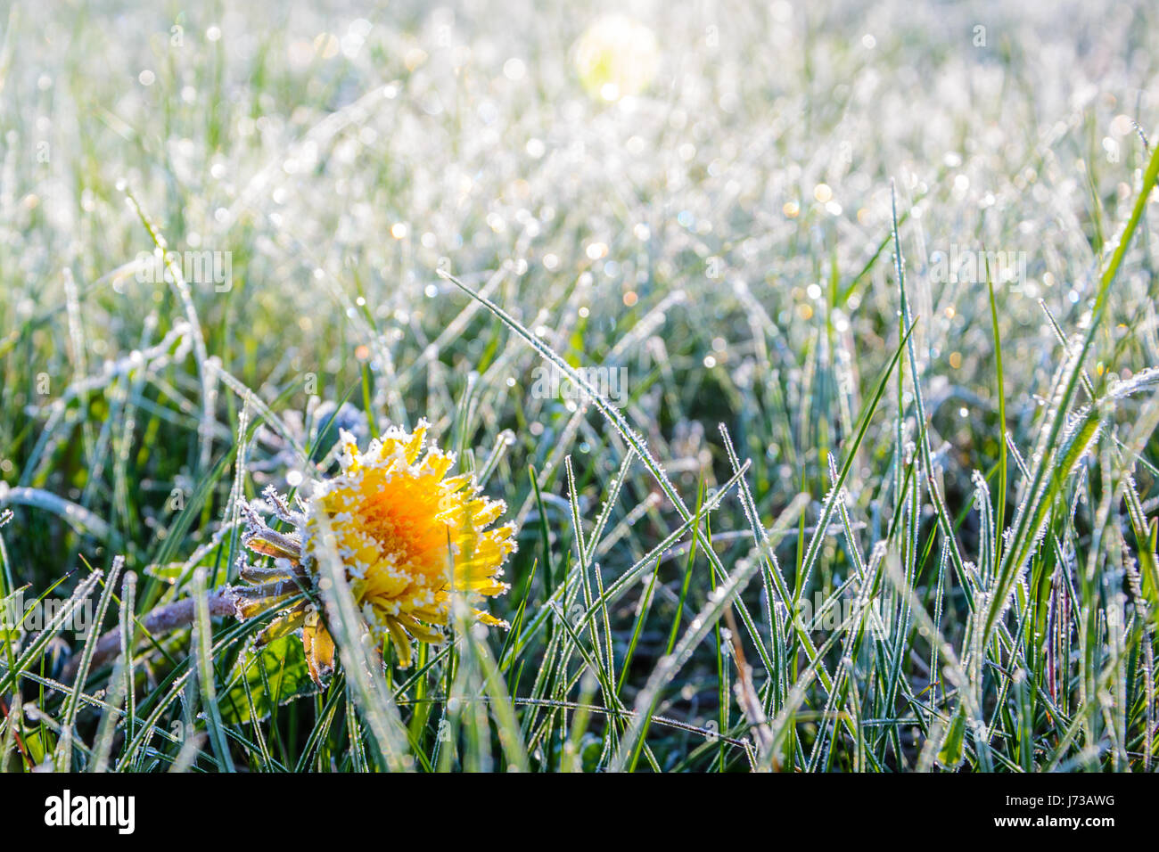 One Flower of a dandelion in the morning frost. Frozen flower at dawn in a meadow. Nature background. Taraxacum platycarpum Stock Photo