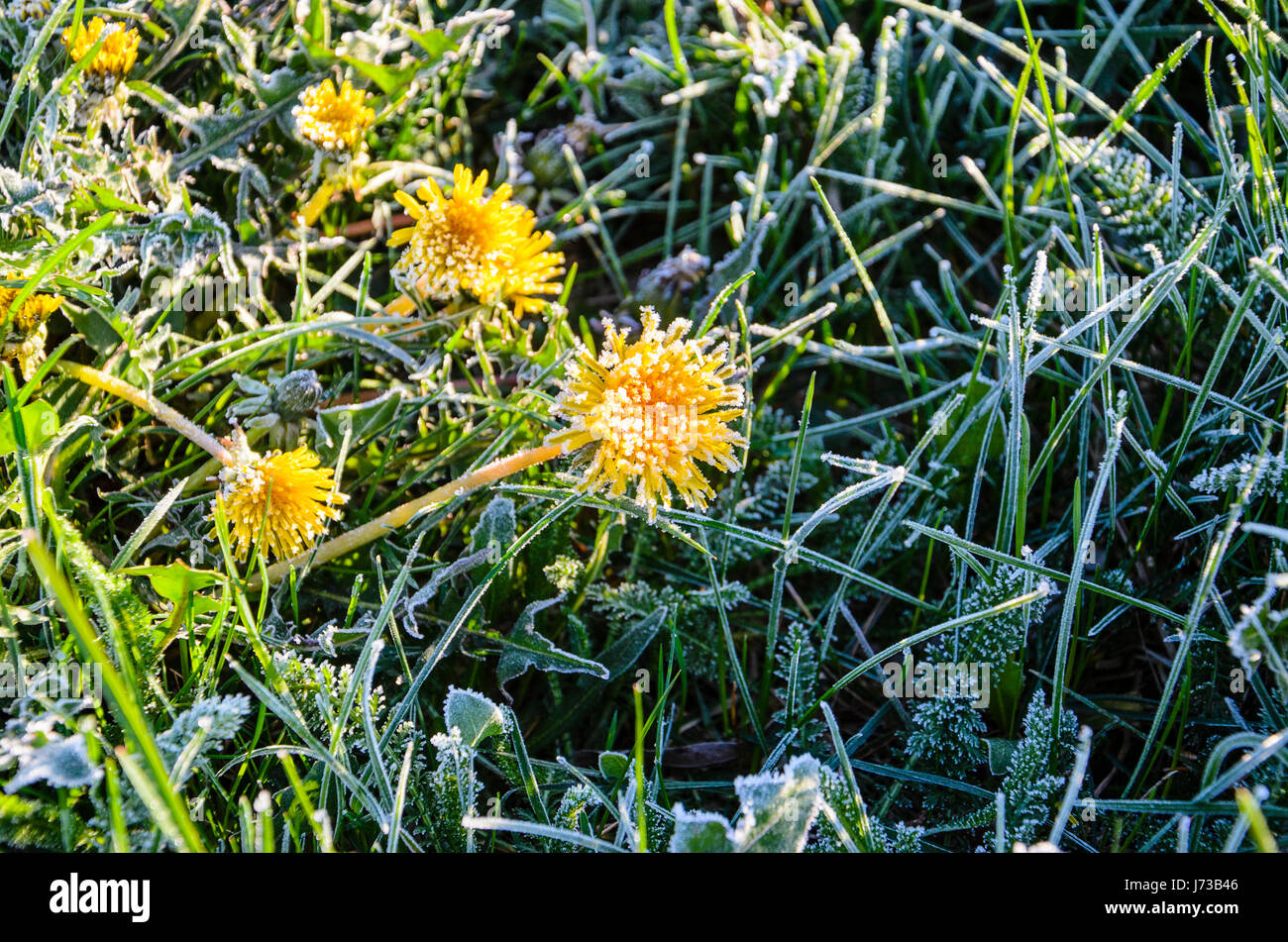 Frozen Flowers of a dandelion in the morning frost. Frozen flower at dawn. Nature background Stock Photo