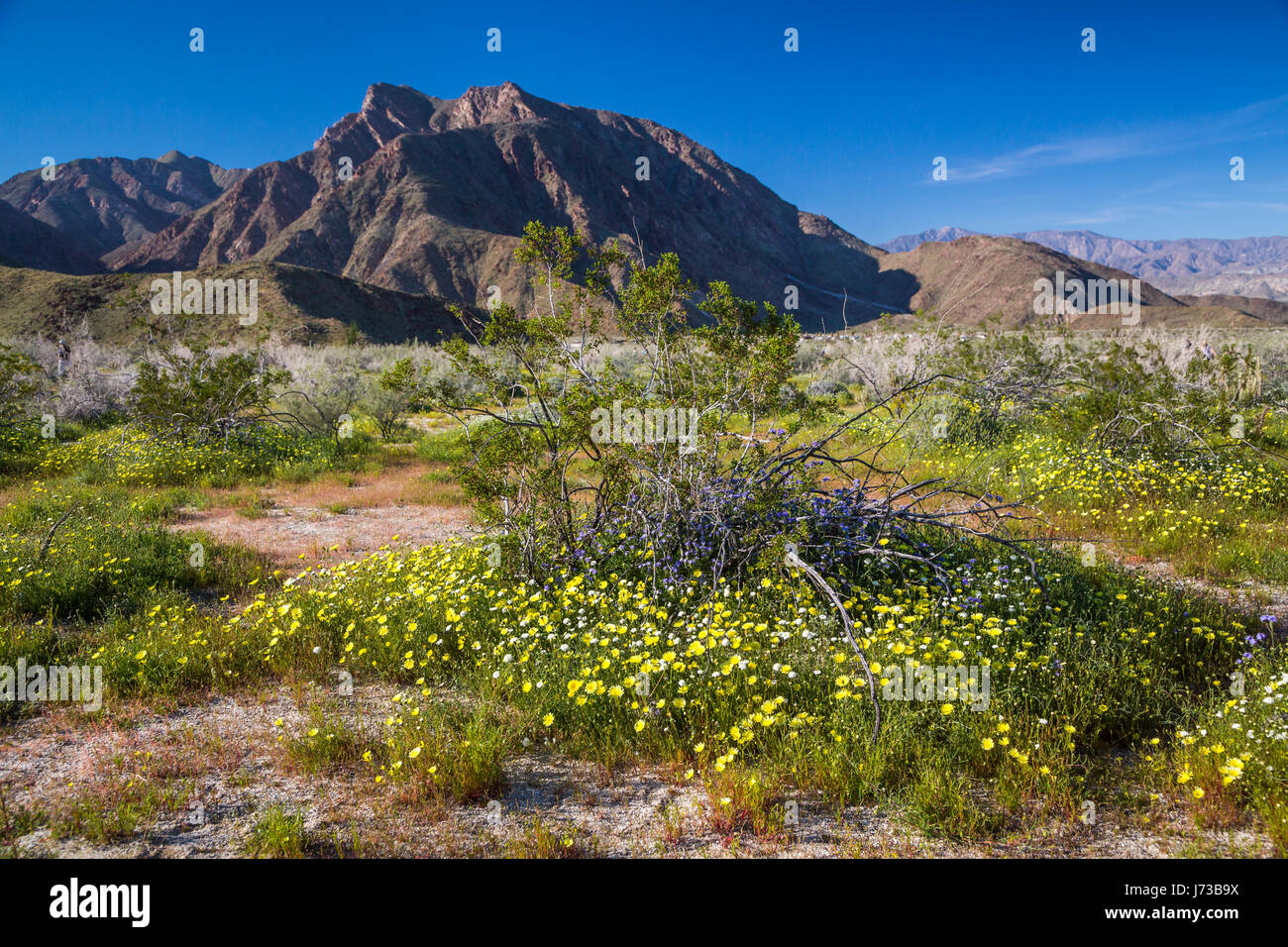 Spring desert wildflowers blooming in the Anza Borrego Desert State