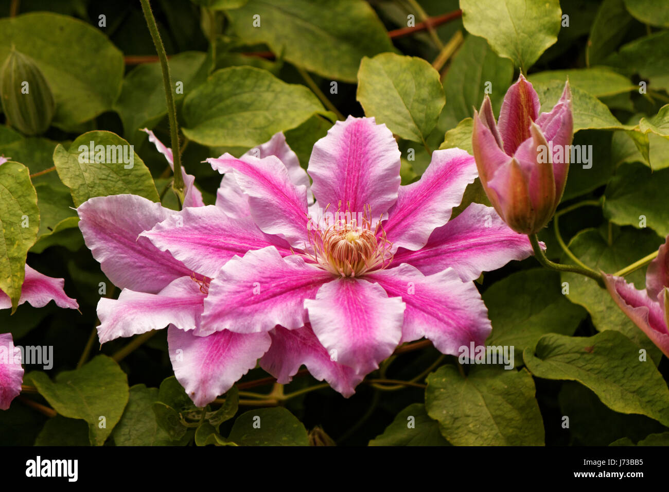 Clematis 'Dr Ruppel' climbing plant Stock Photo