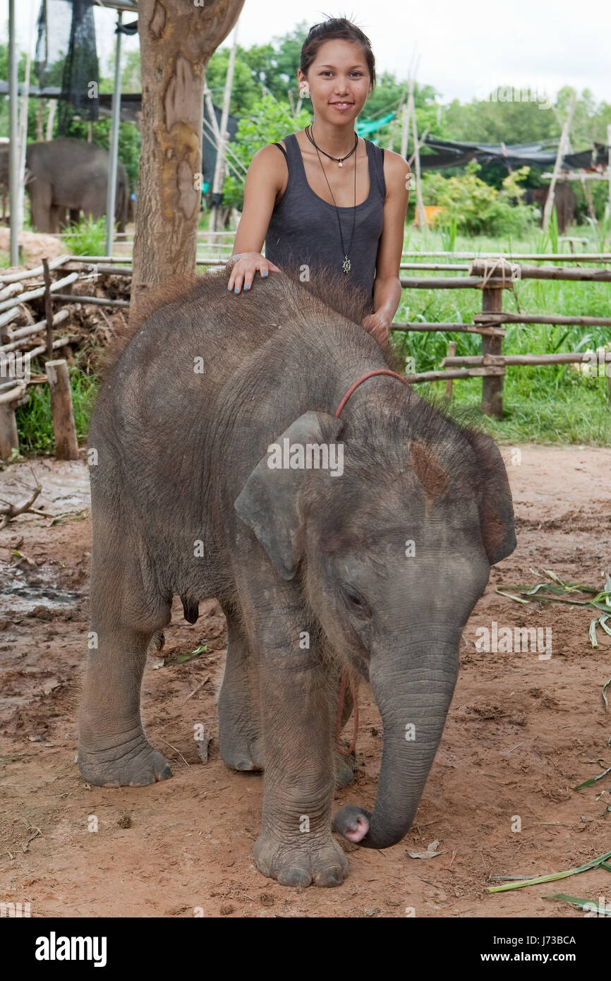 elephant young animal teenager girl girls female animal mammal fauna elephant Stock Photo