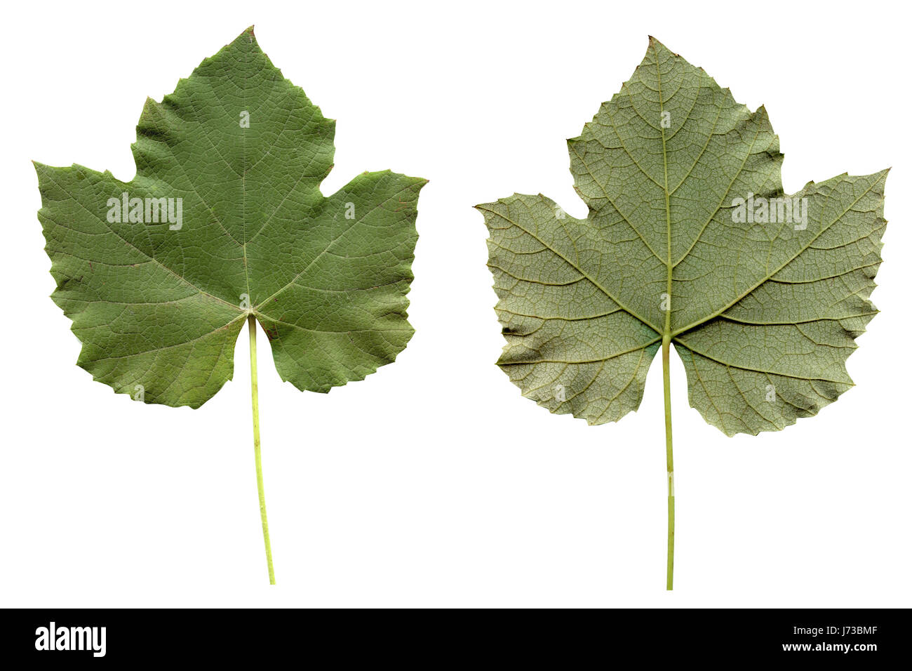 leaf tree leaves vegetation foliage plant nature natural leaf macro ...
