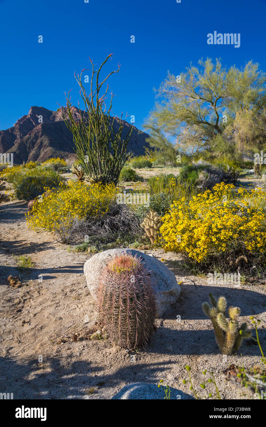 Spring desert wildflowers blooming in the Anza Borrego Desert State