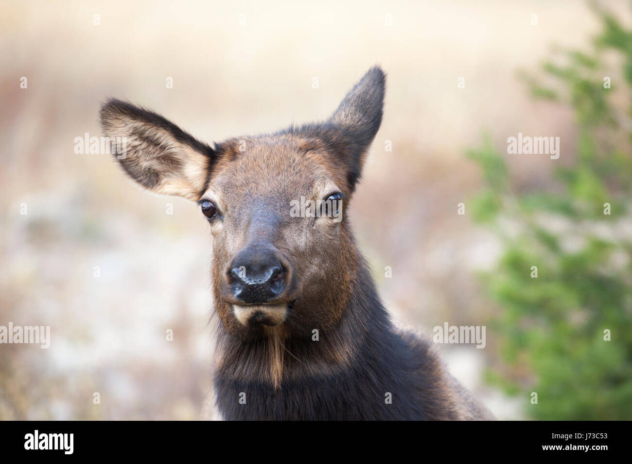 Female elk (Cervus canadensis) face close up in Jasper National Park, Alberta, Canada Stock Photo