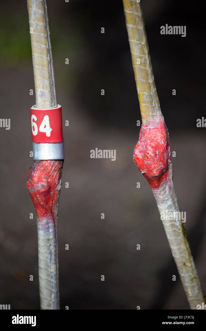 Chilean flamingo (Phoenicopterus chilensis) legs with numbered band Stock Photo