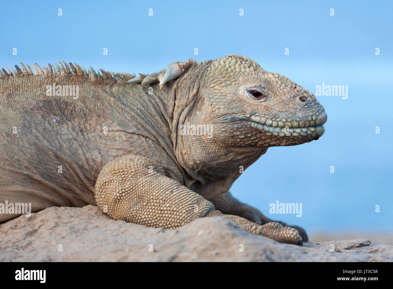 Santa Fe land iguana (Conolophus pallidus) in the Galapagos islands, close up Stock Photo