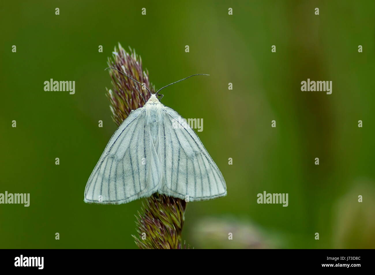 The insect pest American white butterfly or Hyphantria cunea on the high grass, Plana mountain, Bulgaria Stock Photo
