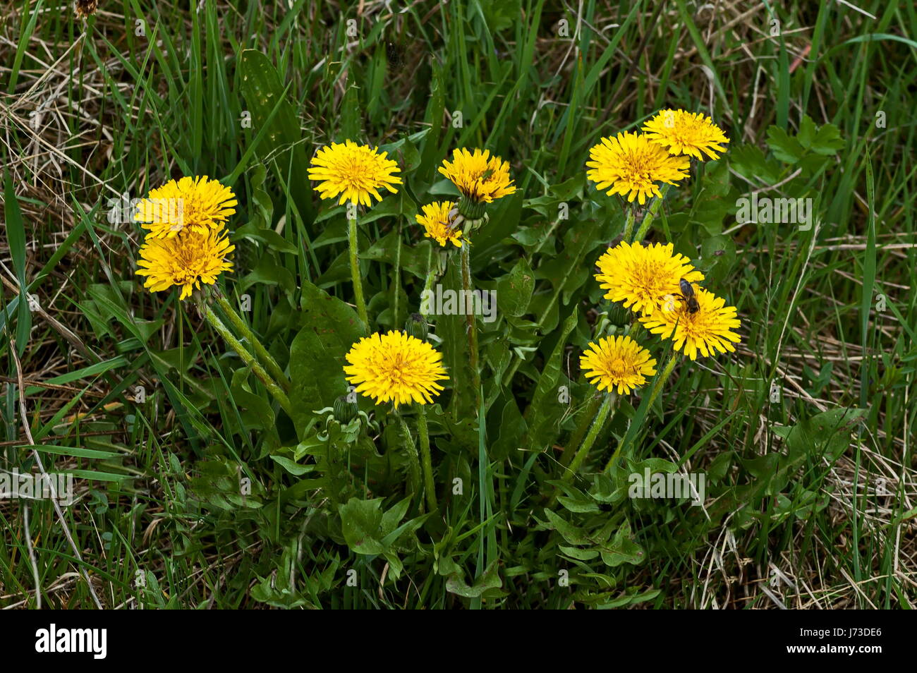 Closeup of a dandelion or Tarataxum officinale in  meadow, Plana mountain, Bulgaria Stock Photo