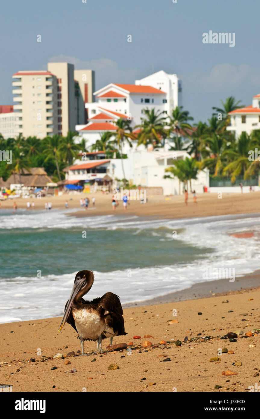 beach seaside the beach seashore pelican salt water sea ocean water