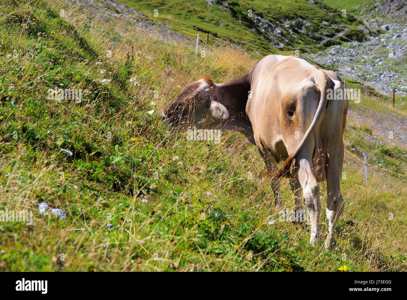 animal alps alp austrians cow bovine mountain animal green alps alp ...