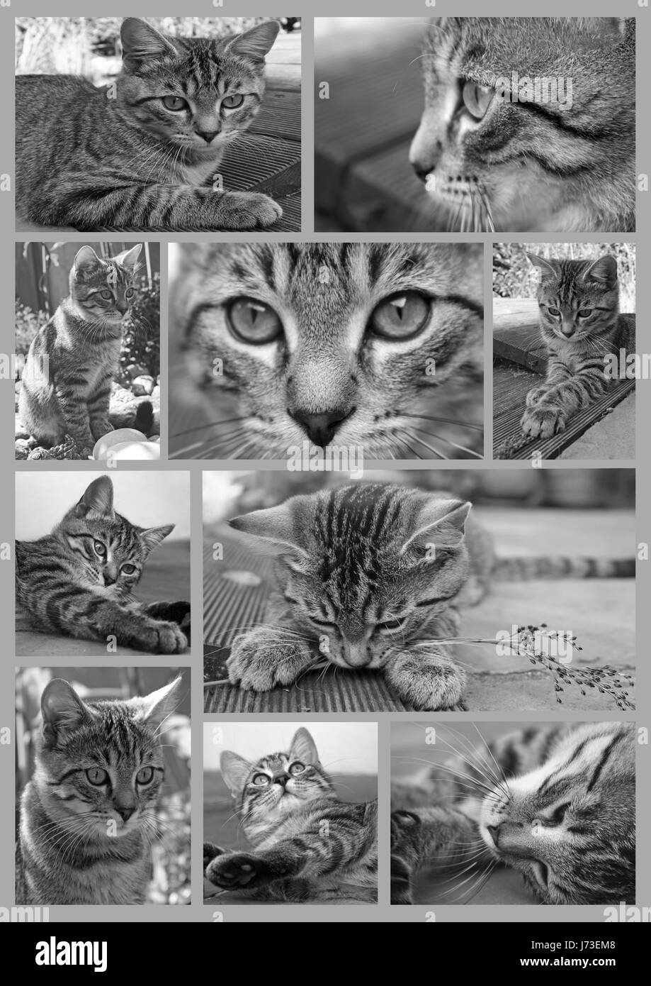 game tournament play playing plays played cat big cat feline predator tiger Stock Photo