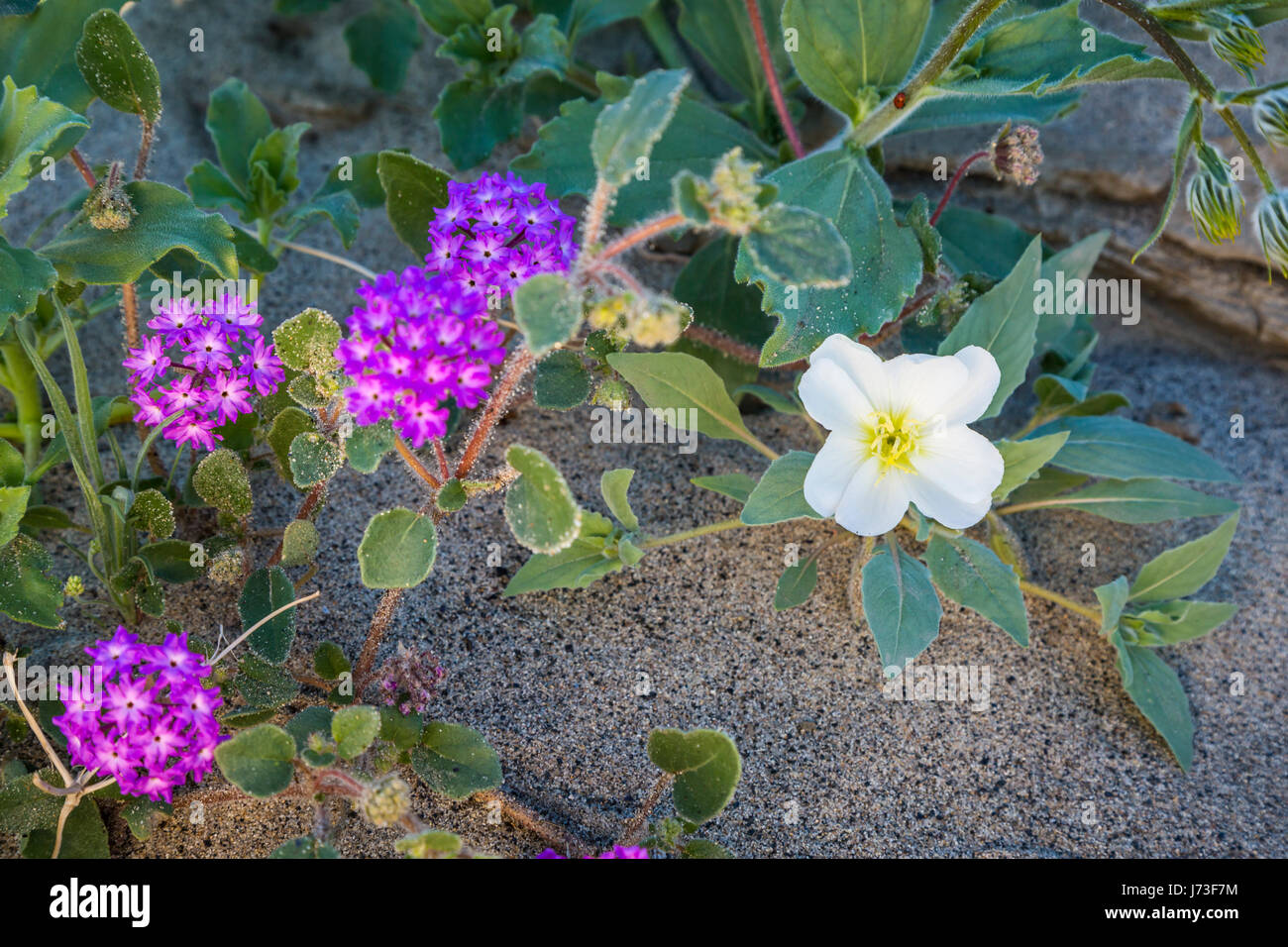 White evening primrose and sand verbena spring desert wildflowers blooming near Borrego Springs, California, USA. Stock Photo