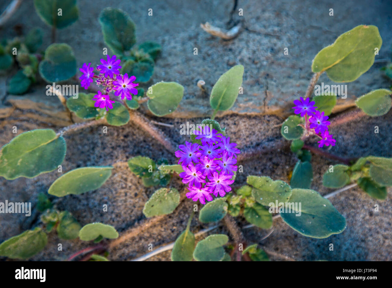 Closeup of sand verbena spring wildflowers blooming near Borrego Springs, California, USA. Stock Photo