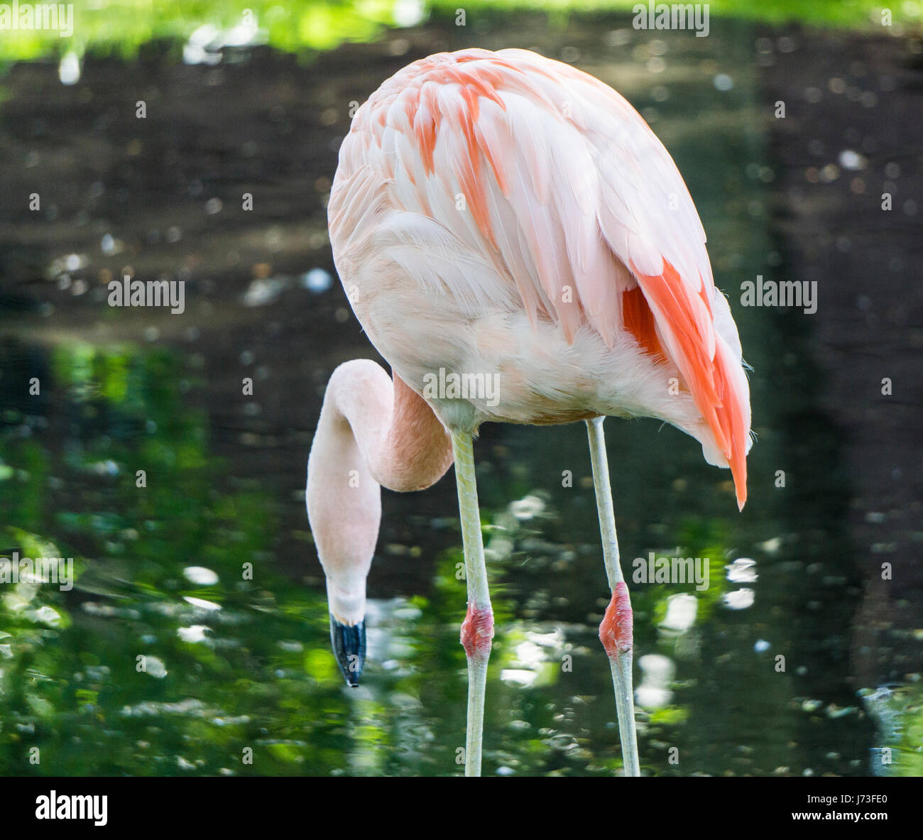 Chilean Flamingos at Calgary Zoo Stock Photo