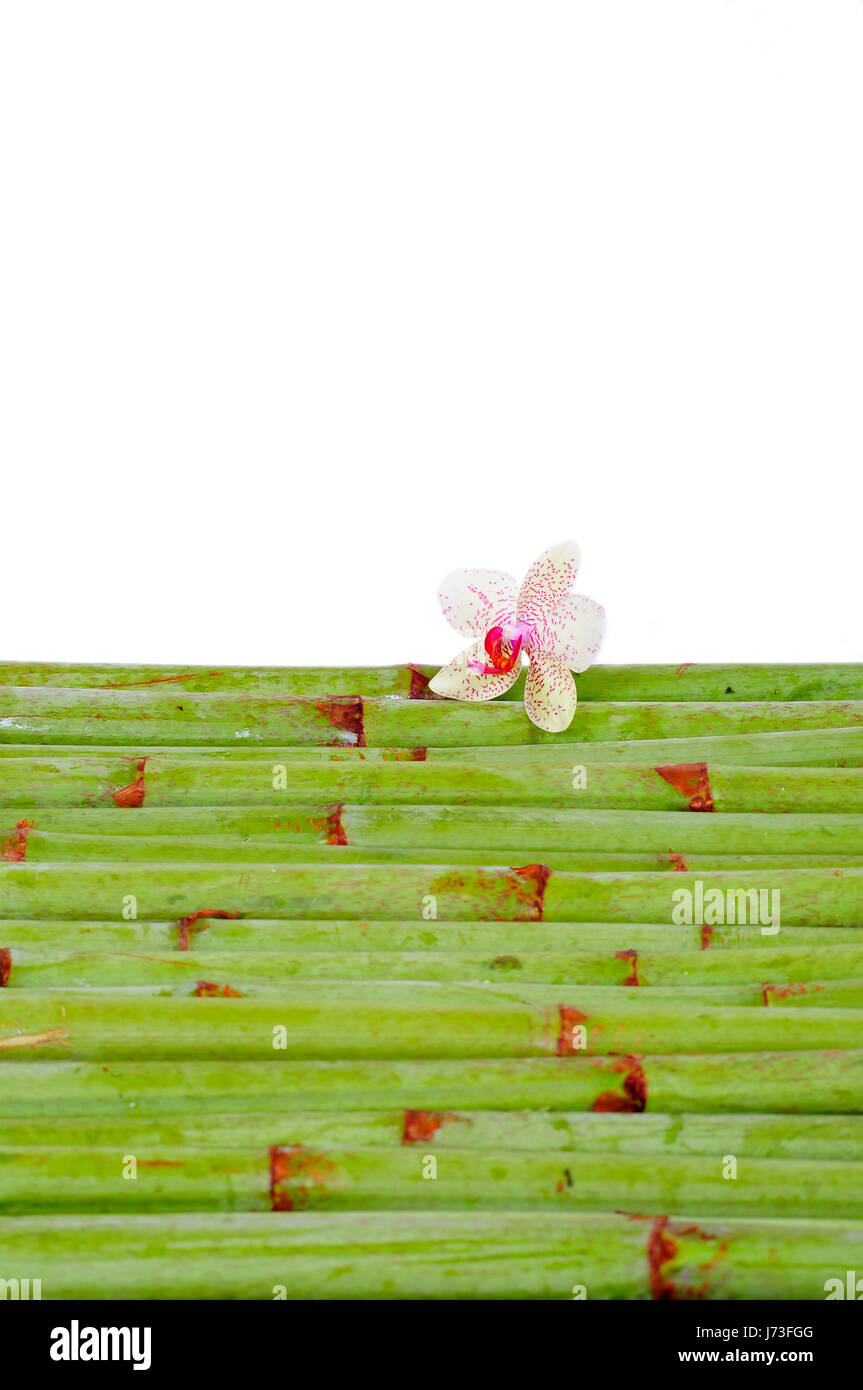 background bamboo orchid Stock Photo - Alamy