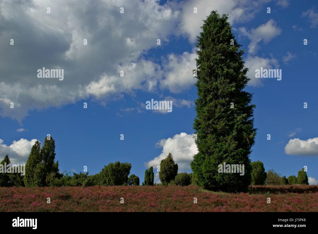 conservation of nature heath juniper tree trees holiday vacation holidays Stock Photo