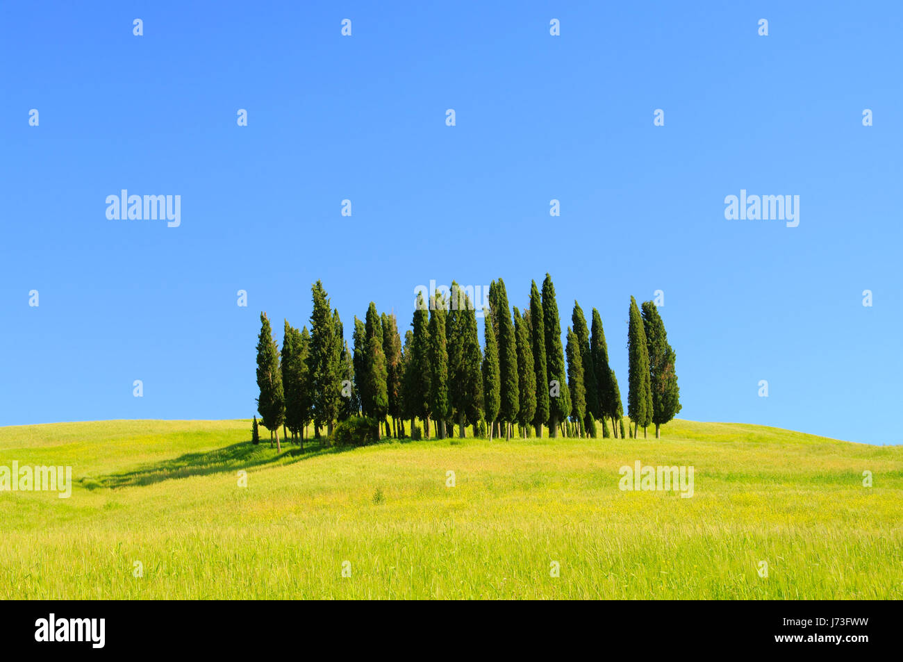 hill spring tuscany cypress meadow italy forest blue tree hill green field Stock Photo