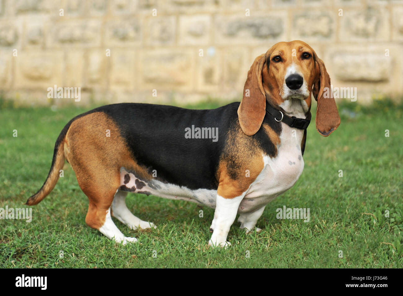 Girl basset store hound