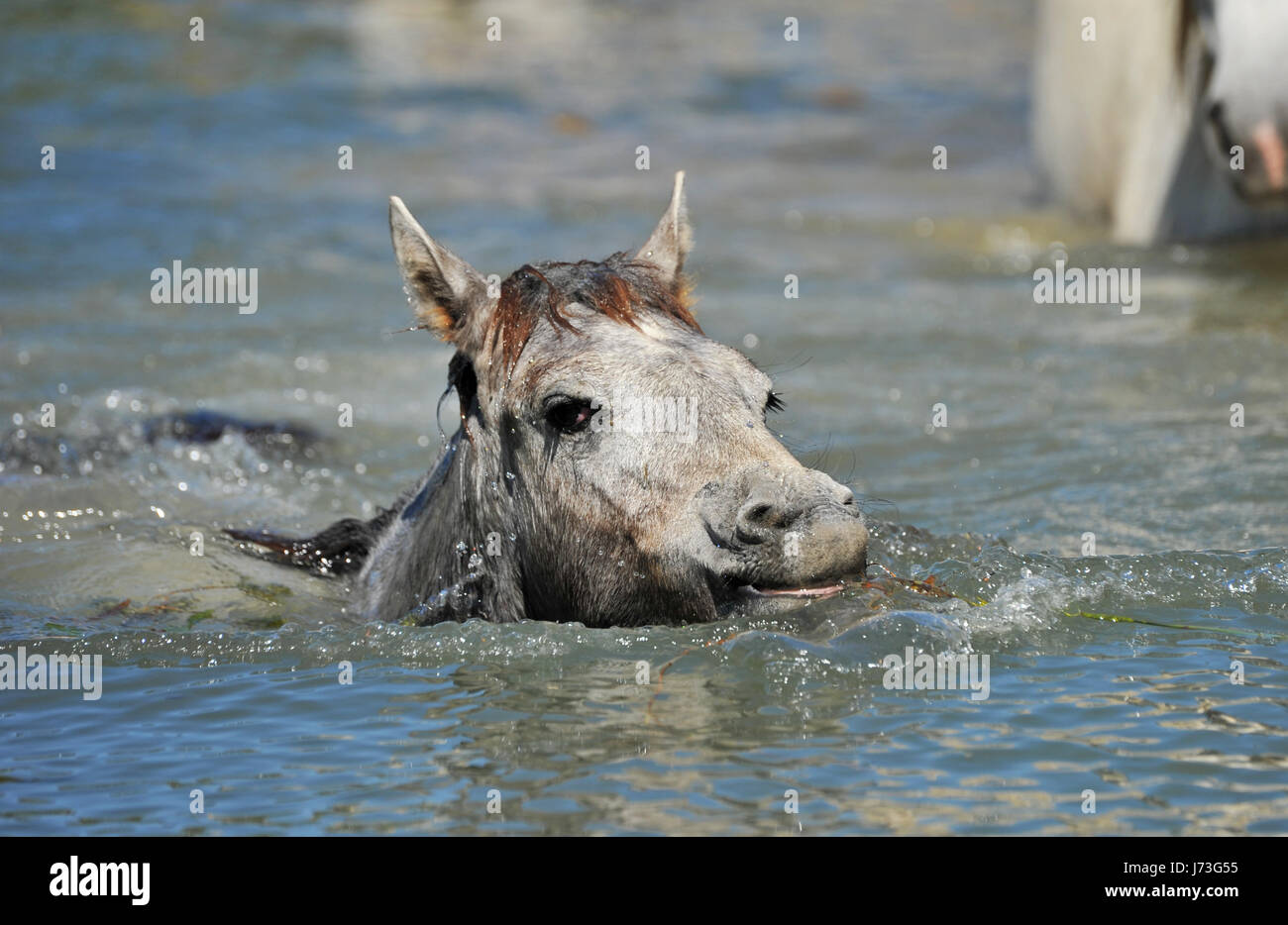 horse foal water horse animal wild animals freedom liberty france area