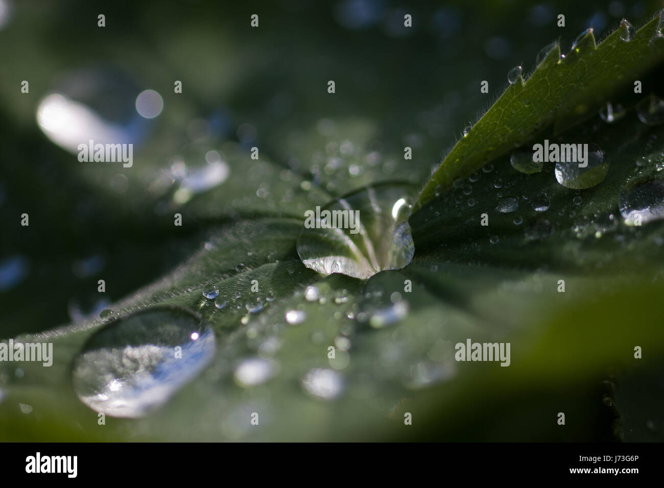green raindrop page sheet water drop waterdrop water drop drip drops seeping Stock Photo