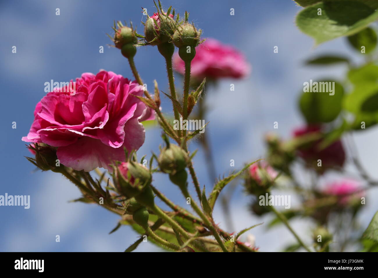 Constance spry hi-res stock photography and images - Alamy