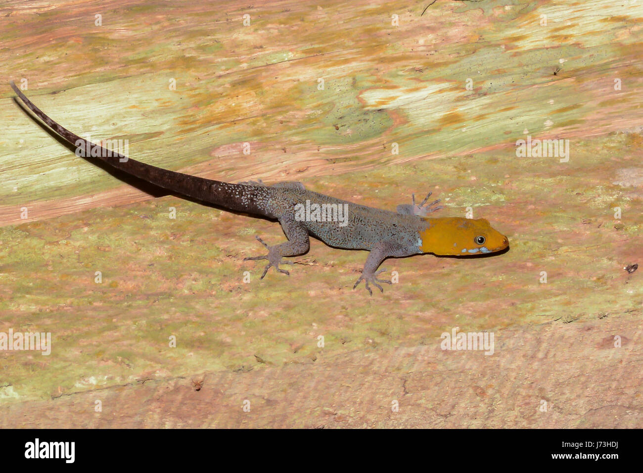 Yellow-headed Gecko Stock Photo