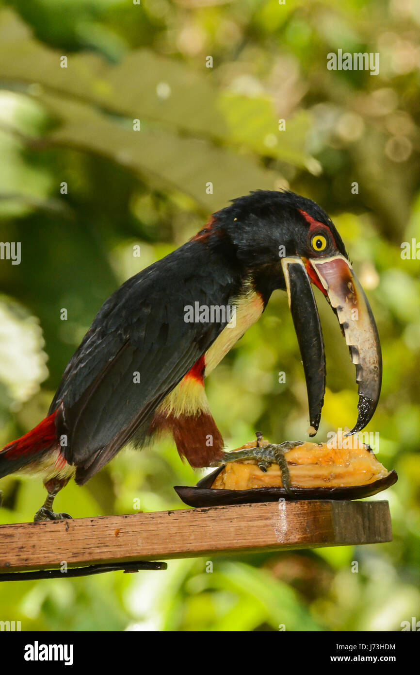 A Collared Aracari eating a plantain from a bird feeder in Costa Rica. Stock Photo