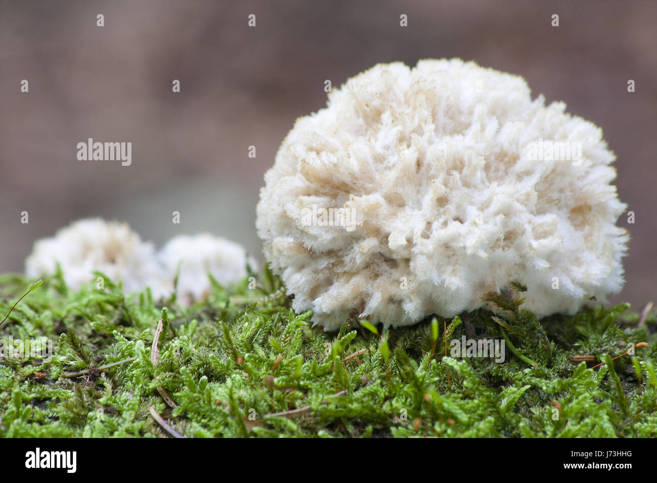 blank european caucasian whiter sapiently moss mushrooms mushroom fungus forest Stock Photo
