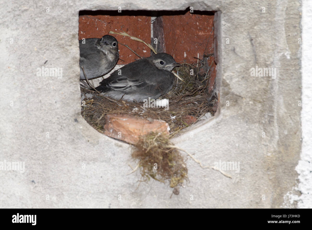 bird birds nest singing-bird bobolinks wagtail stilt bird birds nest feed Stock Photo