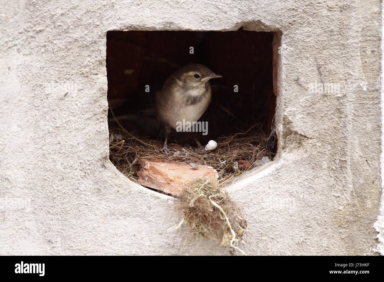 bird birds nest singing-bird bobolinks wagtail stilt bird birds nest feed Stock Photo