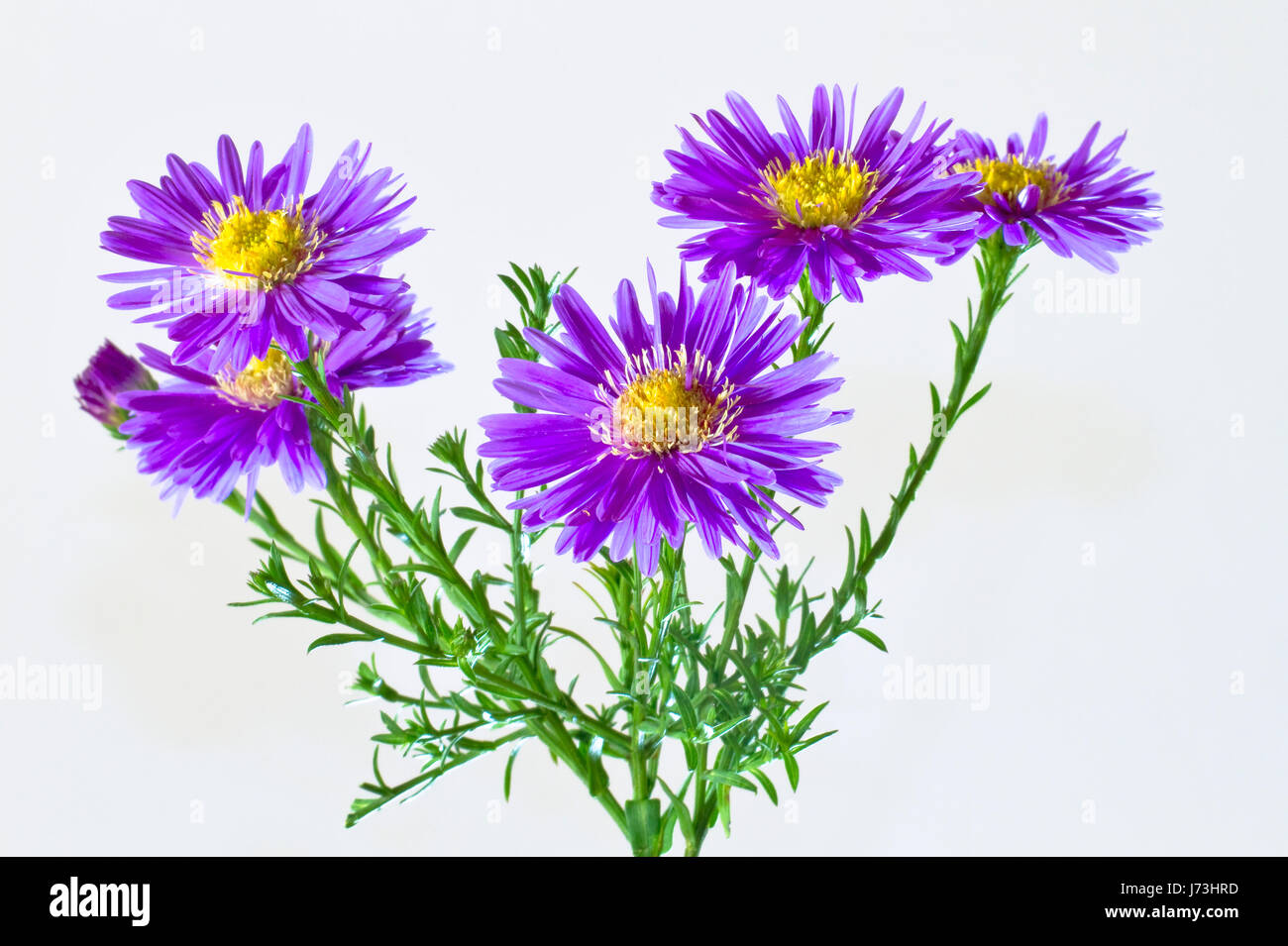 compositae aster asters blue flower plant green bloom blossom flourish Stock Photo