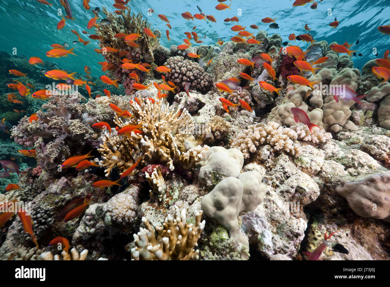 animal fish sunlight underwater colony exotic sunbeam egypt hard dive ...