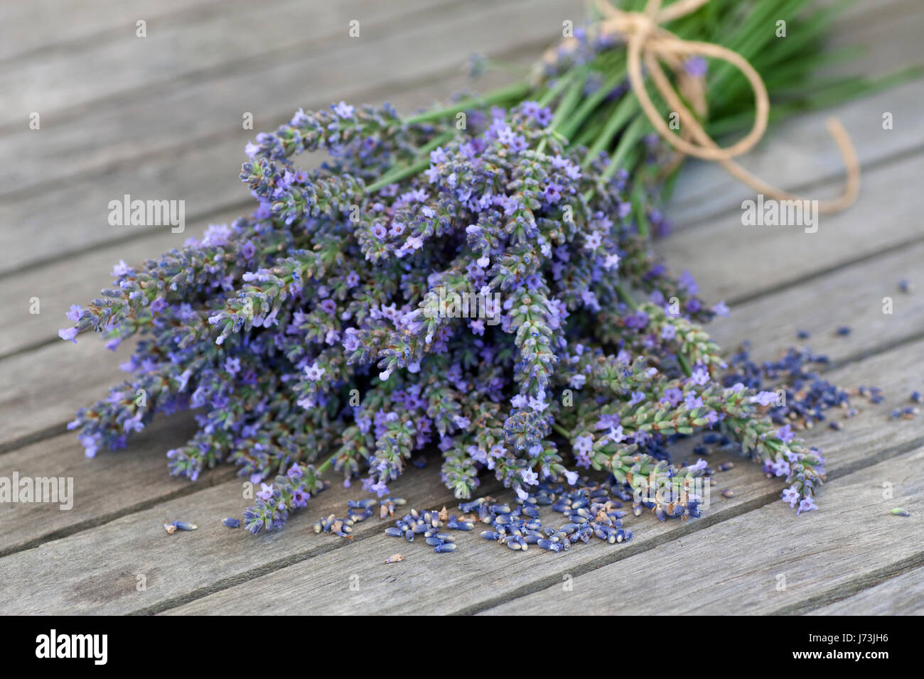 lavendel knospend samen krutermedizin blau lila grn wellnessbehandlung strau Stock Photo