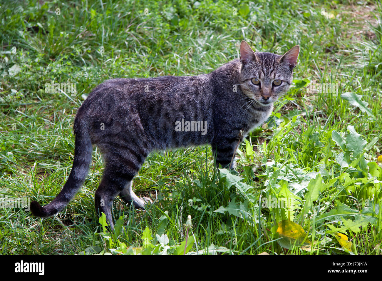 young cat in the grass Stock Photo