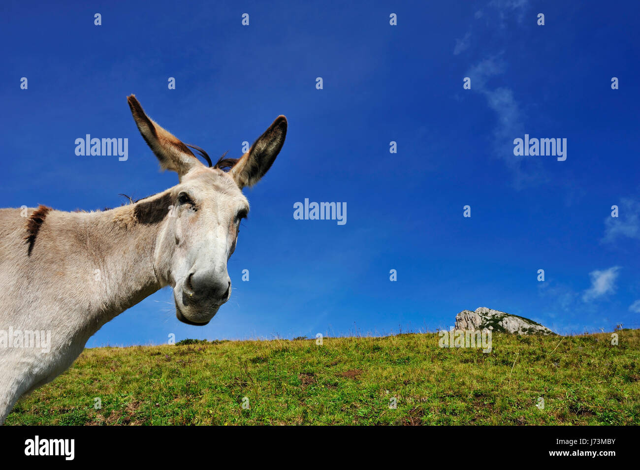 alp south tyrol donkey mule meadow animal pet fauna alp south tyrol portrait Stock Photo