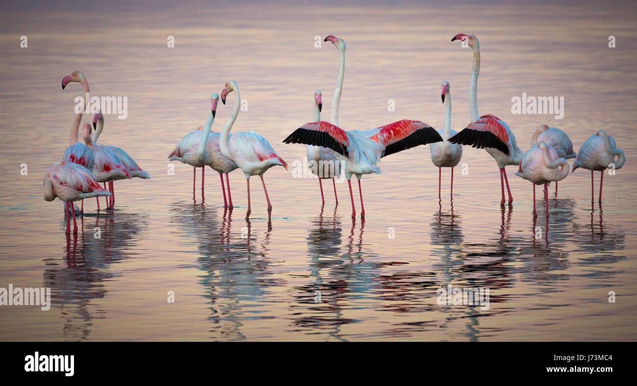 Flamingos are a type of wading bird in the genus Phoenicopterus, the only genus in the family Phoenicopteridae. There are four flamingo species in the Stock Photo