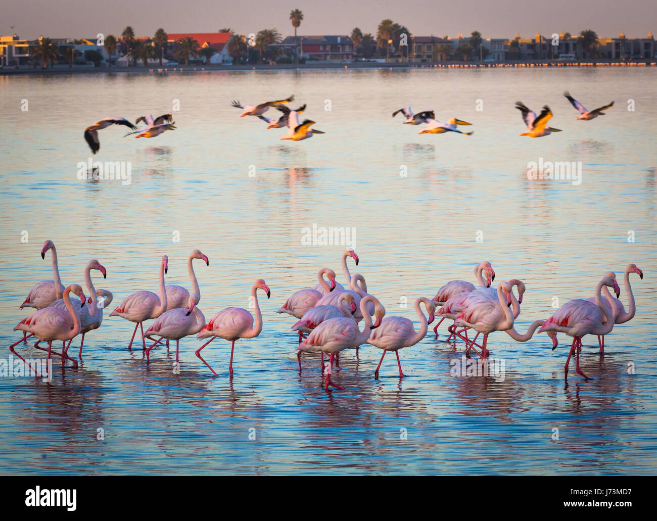 Flamingos are a type of wading bird in the genus Phoenicopterus, the only genus in the family Phoenicopteridae. There are four flamingo species in the Stock Photo