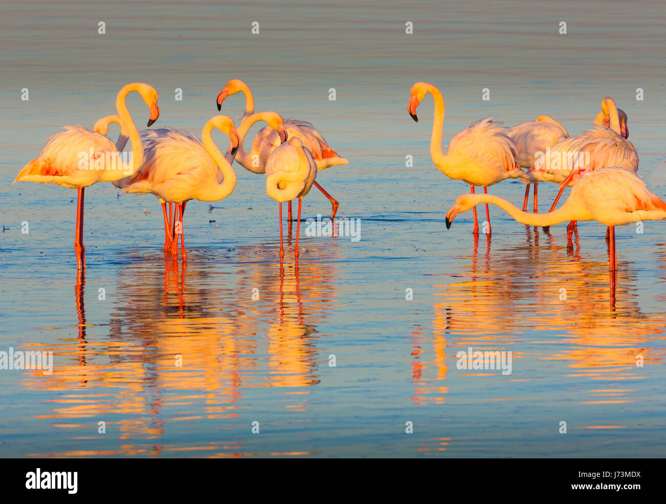 Flamingos are a type of wading bird in the genus Phoenicopterus, the