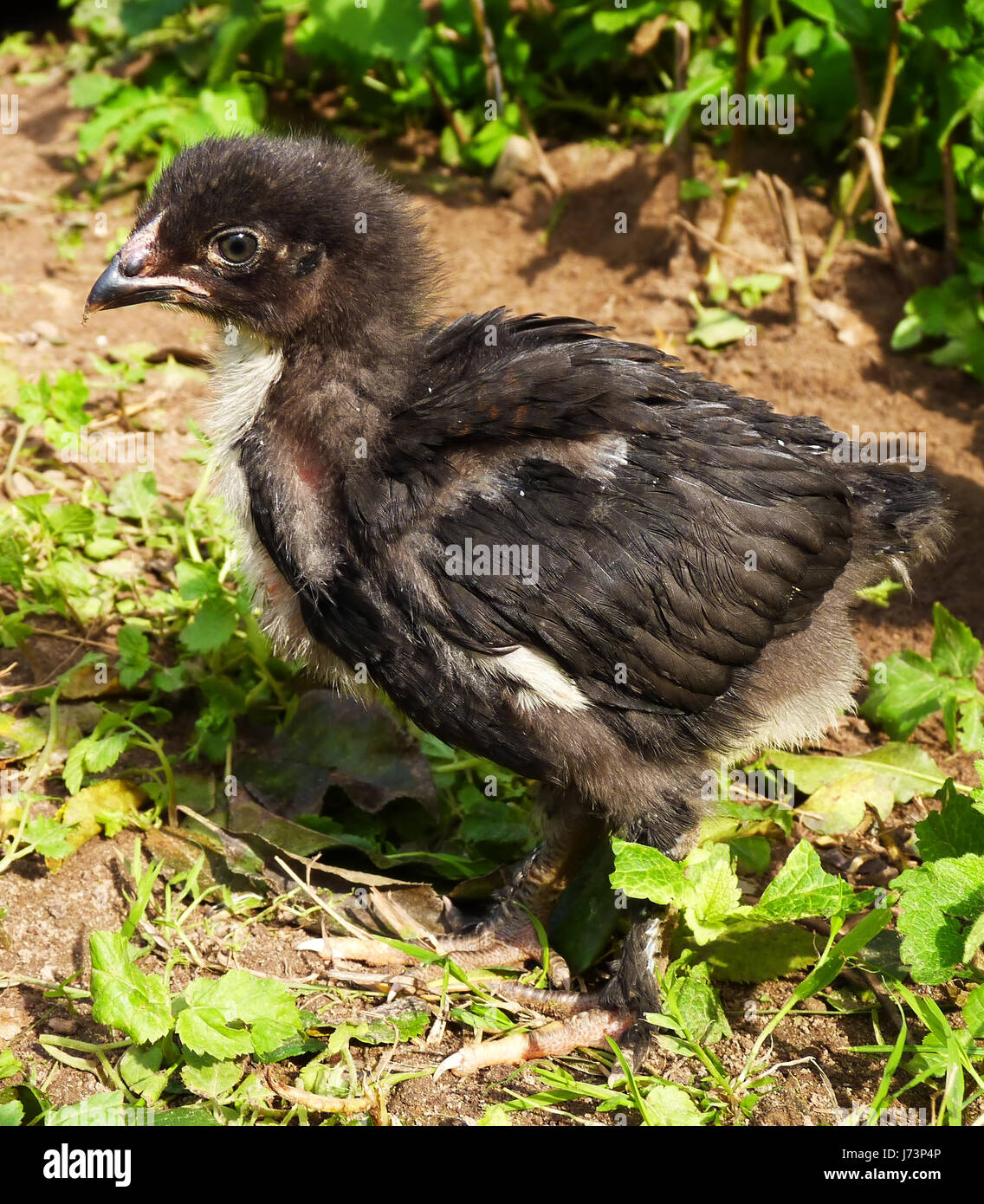 poultry chick chicken pullet animal child chickens hens natural