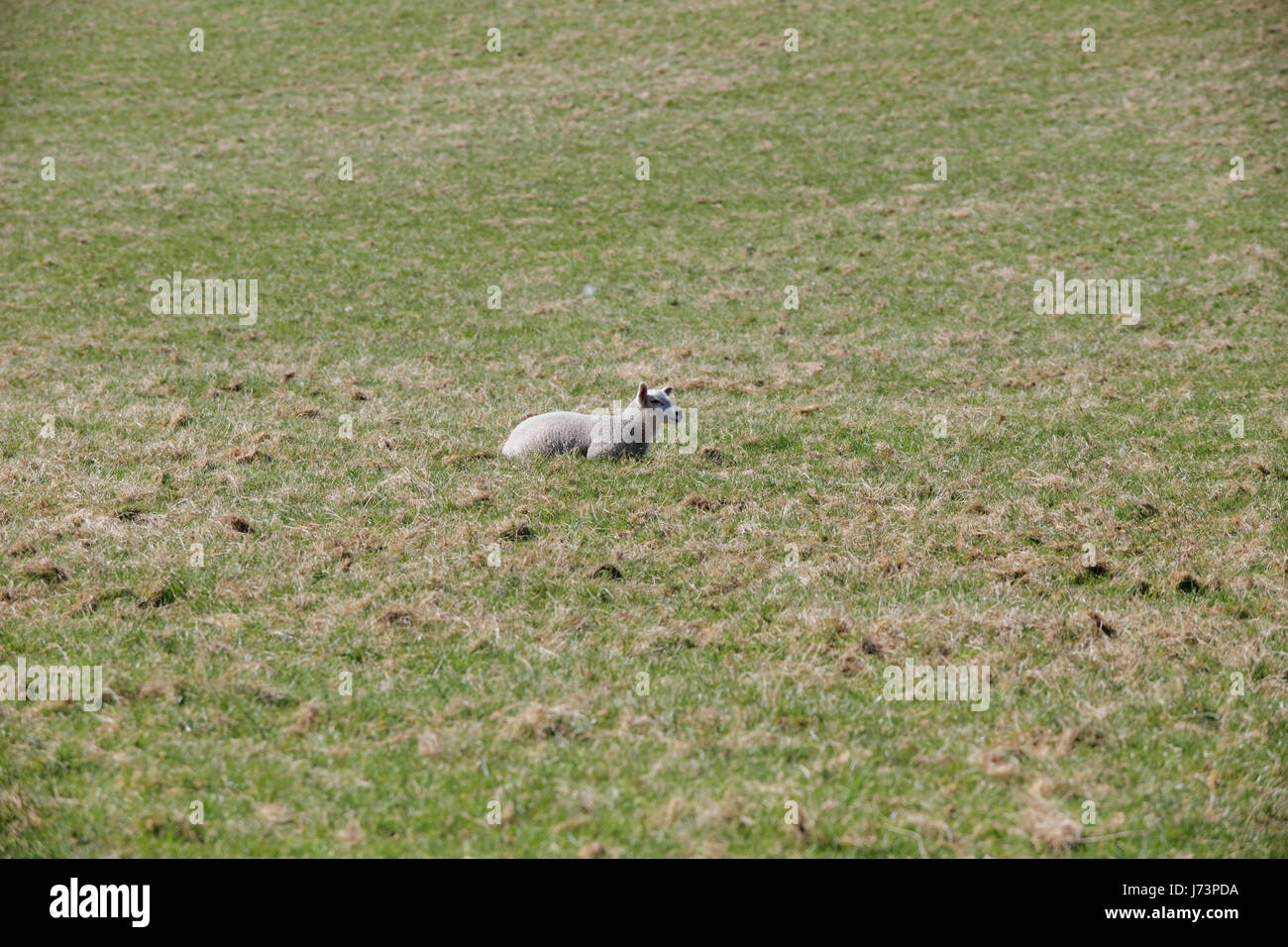Chatelherault Country Park sheep in a field lambs Ewe Stock Photo