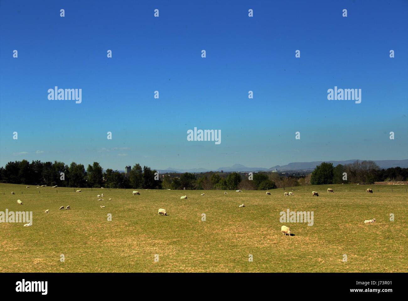 Chatelherault Country Park sheep in the landscape with blue sky Stock Photo