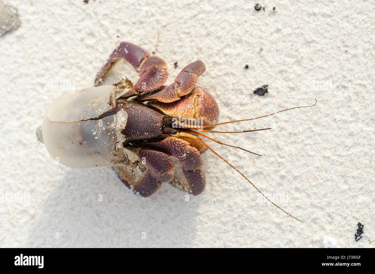 Hermit crab hiding in a piece of transparent plastic on a beach Stock Photo