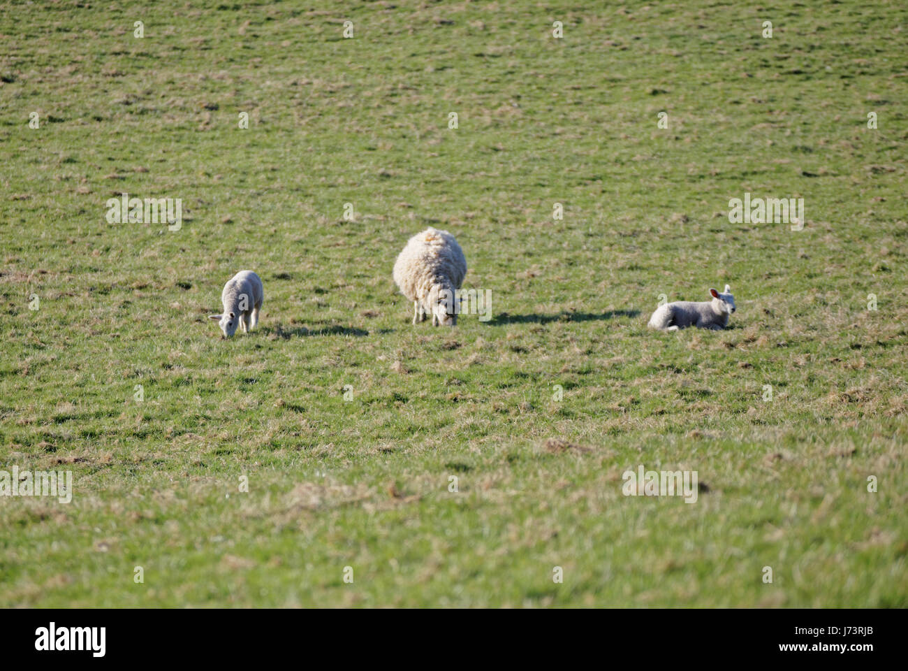 Chatelherault Country Park sheep in a field lambs Ewe Stock Photo