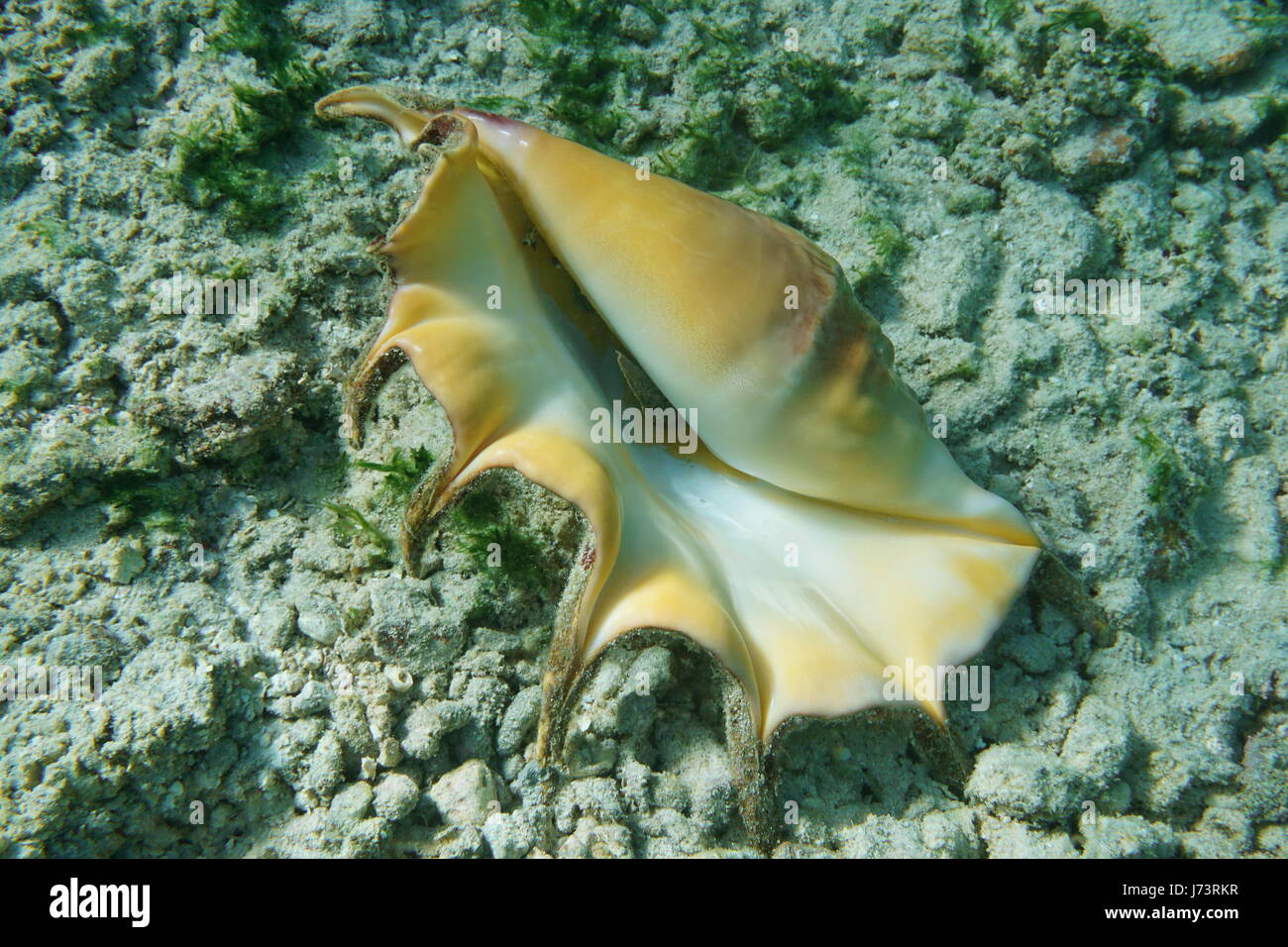 A giant spider conch shell, Lambis truncata, bottom part, marine gastropod mollusk underwater, alive specimen, Pacific ocean, French Polynesia Stock Photo