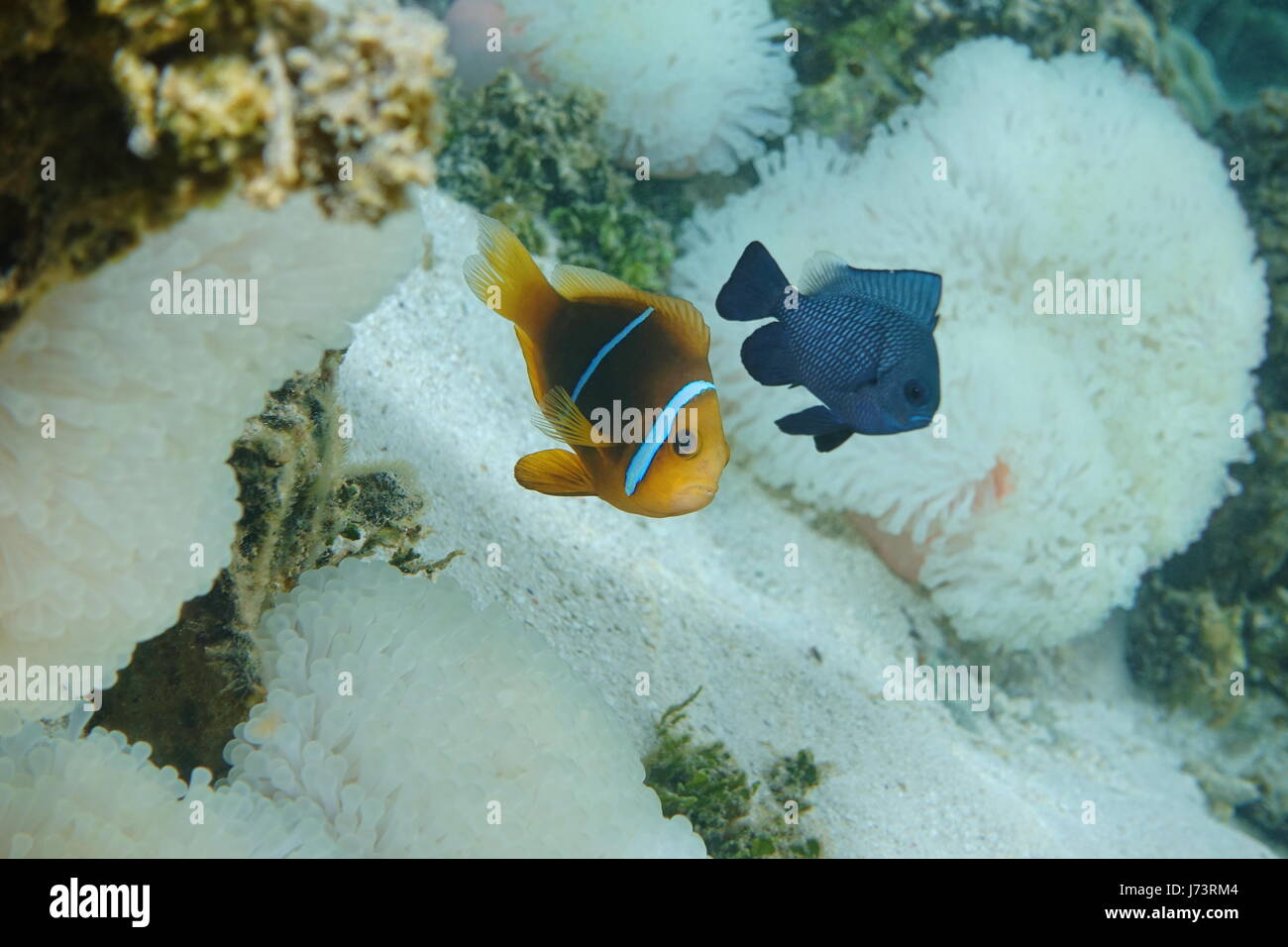 A Tropical fish orange-fin anemonefish, Amphiprion chrysopterus, with a damselfish and sea anemone in background, Pacific ocean, Tahiti, French Polyne Stock Photo